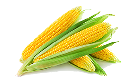 corn-sweet